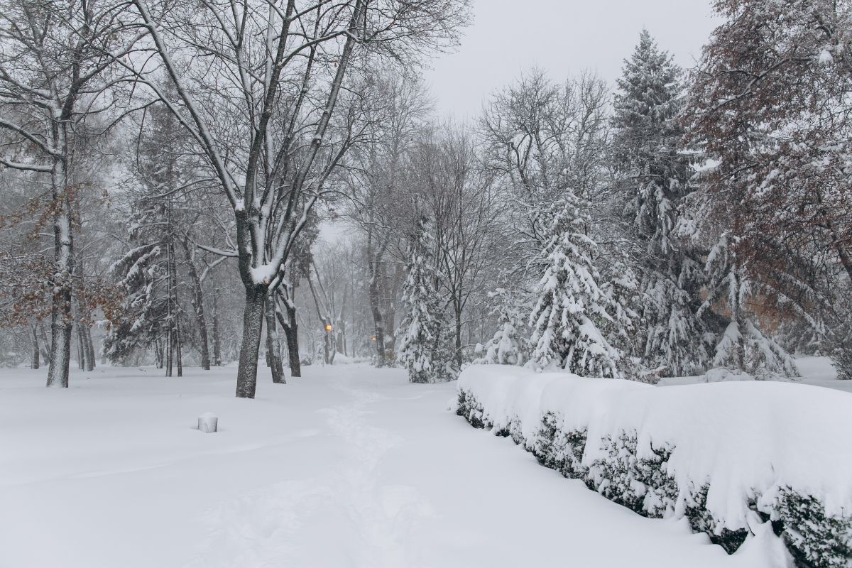 Termination Dust types of snow on forest.